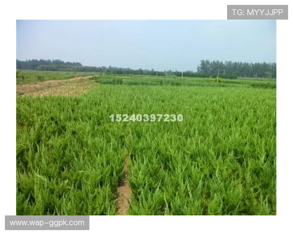 优发网址登录入口更新,便捷登录方式助你快速进入游戏世界 优发网址登录入口更新,便捷登录方式助你快速进入游戏世界